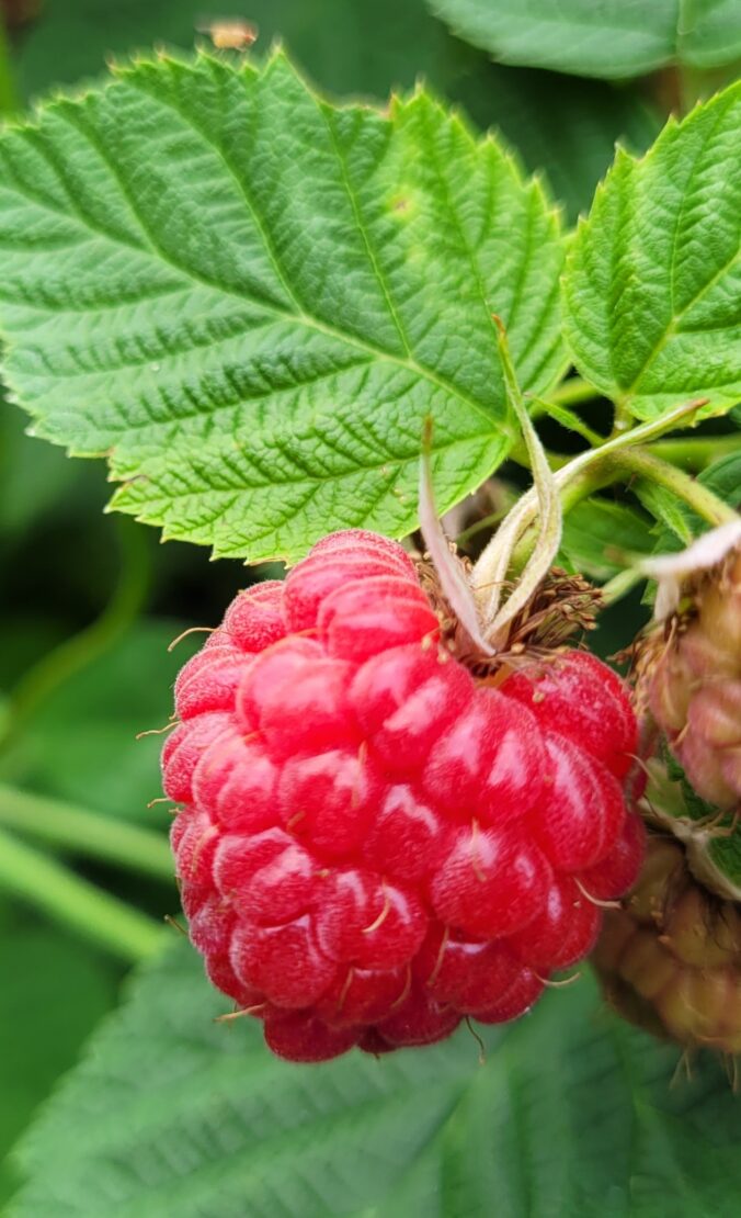 Bahama Raspberry We are continually looking for new and improved ways to bring the “best ...